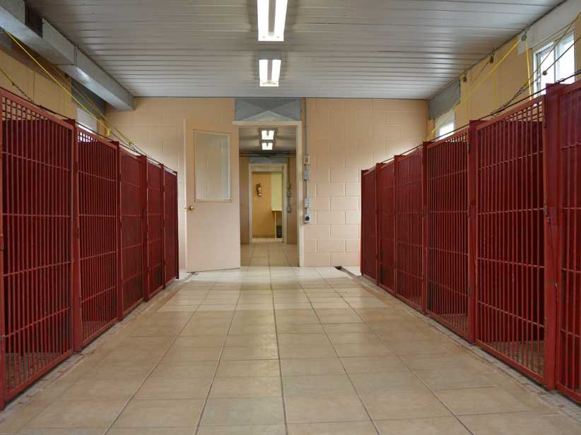 Dog Boarding Shady Lane Boarding Kennel